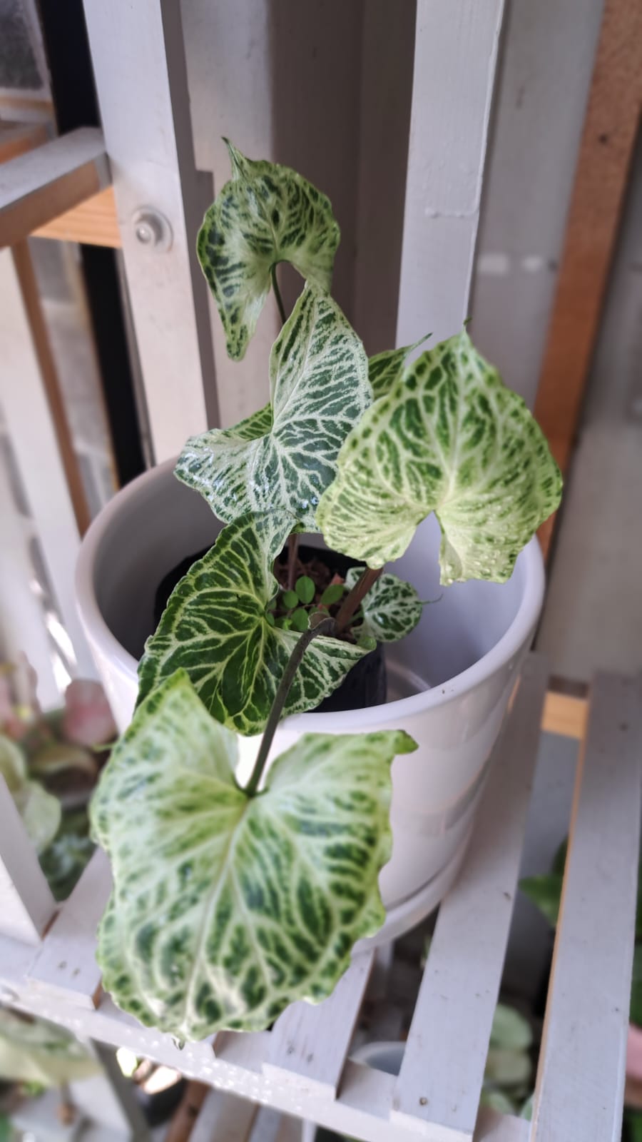 Peperomia Compacta